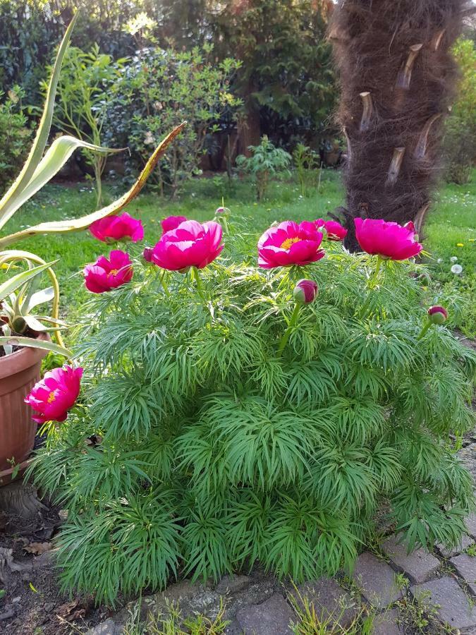 B&B Gloria Gallarate Exterior foto